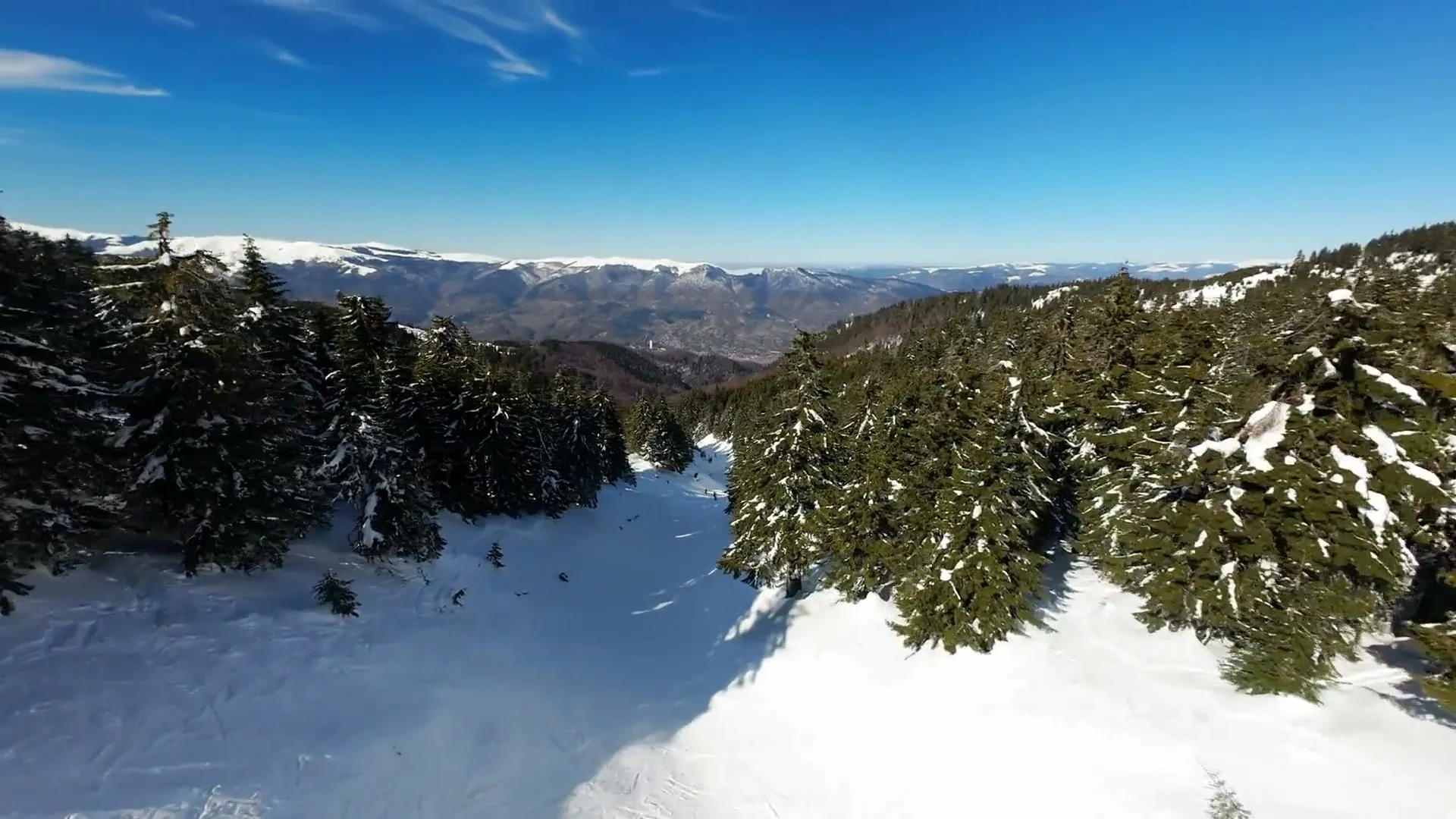 Spruce forest and a slope, with the Jiu Valley behind